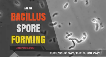 Do All Bacillus Species Form Spores? Unraveling the Truth
