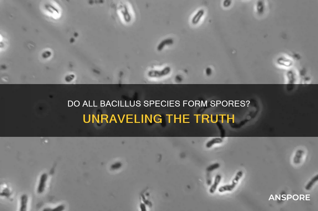 are all bacillus spore forming