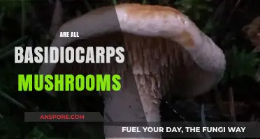 Basidiocarps and Mushrooms: What's the Difference?