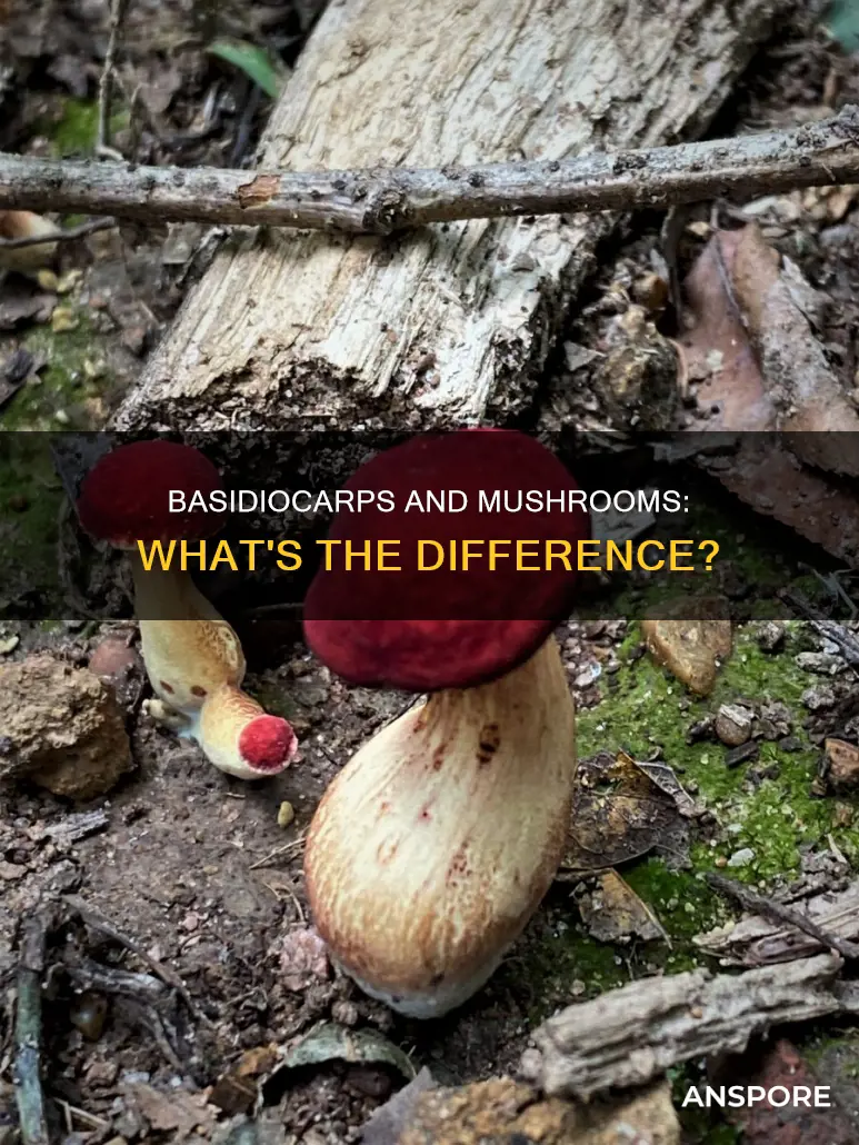are all basidiocarps mushrooms