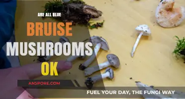 Are All Blue Bruise Mushrooms Safe to Consume? A Guide
