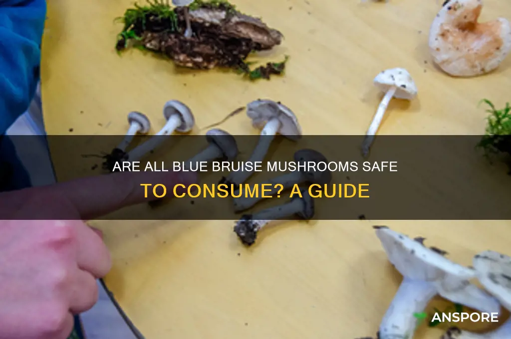 are all blue bruise mushrooms ok