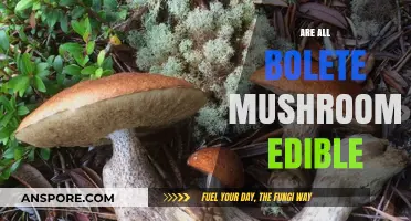 Are All Bolete Mushrooms Safe to Eat? A Comprehensive Guide
