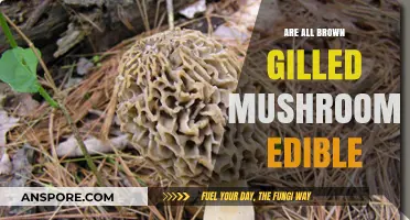 Are All Brown-Gilled Mushrooms Safe to Eat? A Guide