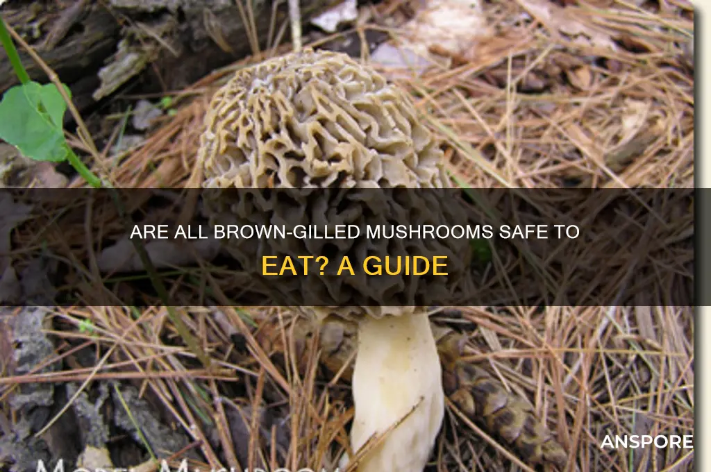 are all brown gilled mushrooms edible