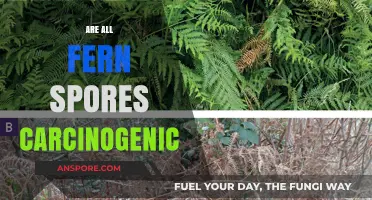 Are Fern Spores Carcinogenic? Uncovering the Truth About Their Safety