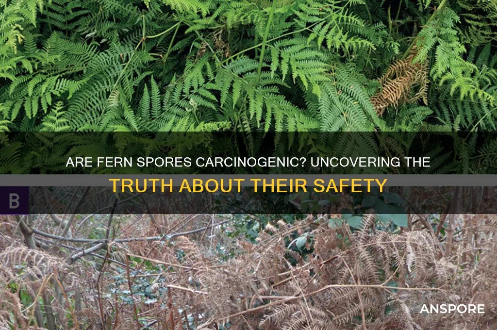 are all fern spores carcinogenic