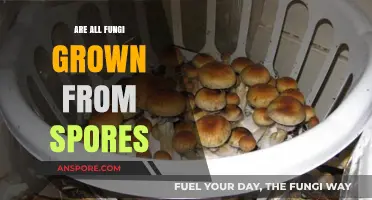 Do All Fungi Develop Exclusively from Spores? Unveiling the Truth