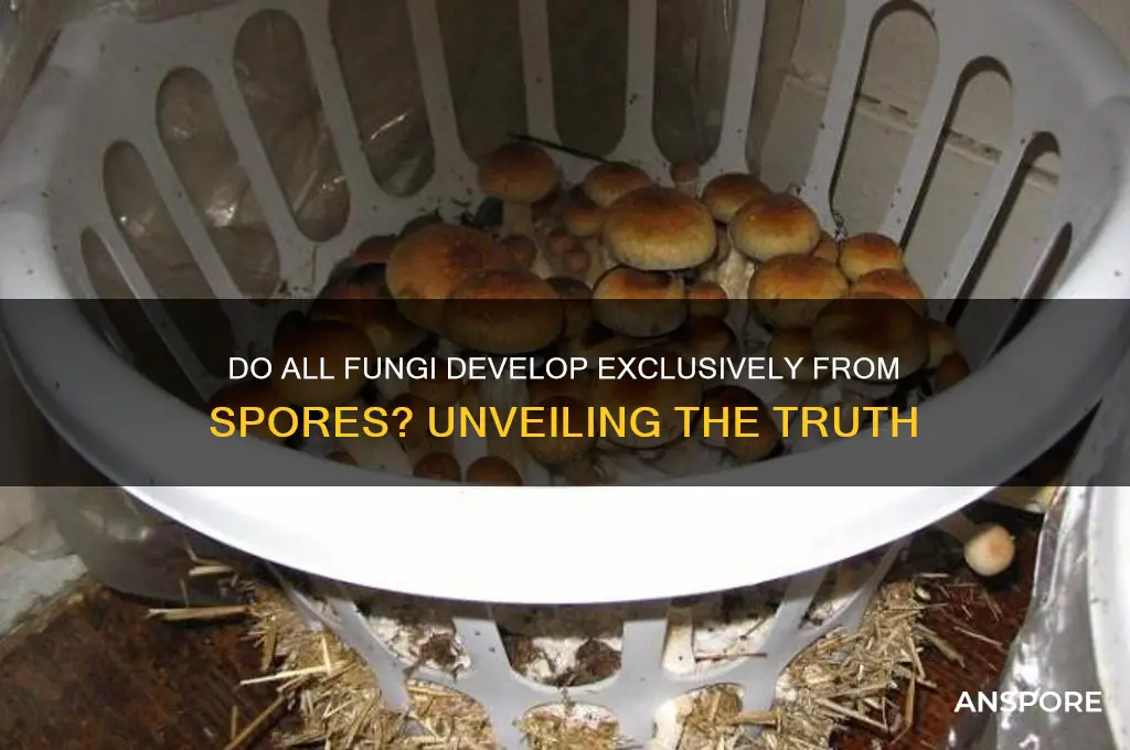 are all fungi grown from spores