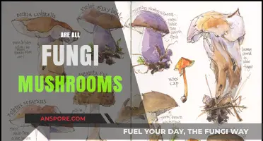 Fungi and Mushrooms: What's the Real Deal?