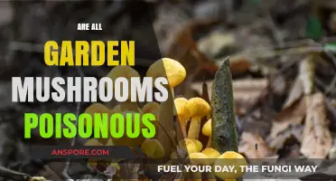 Are All Garden Mushrooms Poisonous? Unveiling the Truth About Fungal Finds