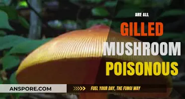 Are All Gilled Mushrooms Poisonous? Unveiling the Truth Behind the Myth