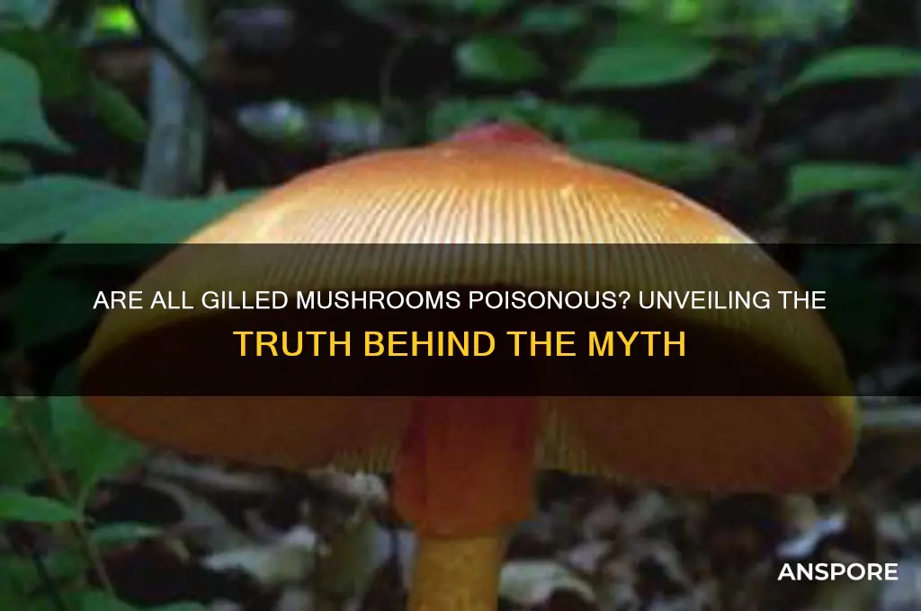 are all gilled mushrooms poisonous