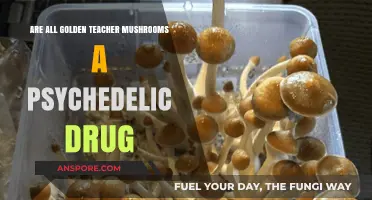 Golden Teacher Mushrooms: Psychedelic or Misunderstood Fungus?