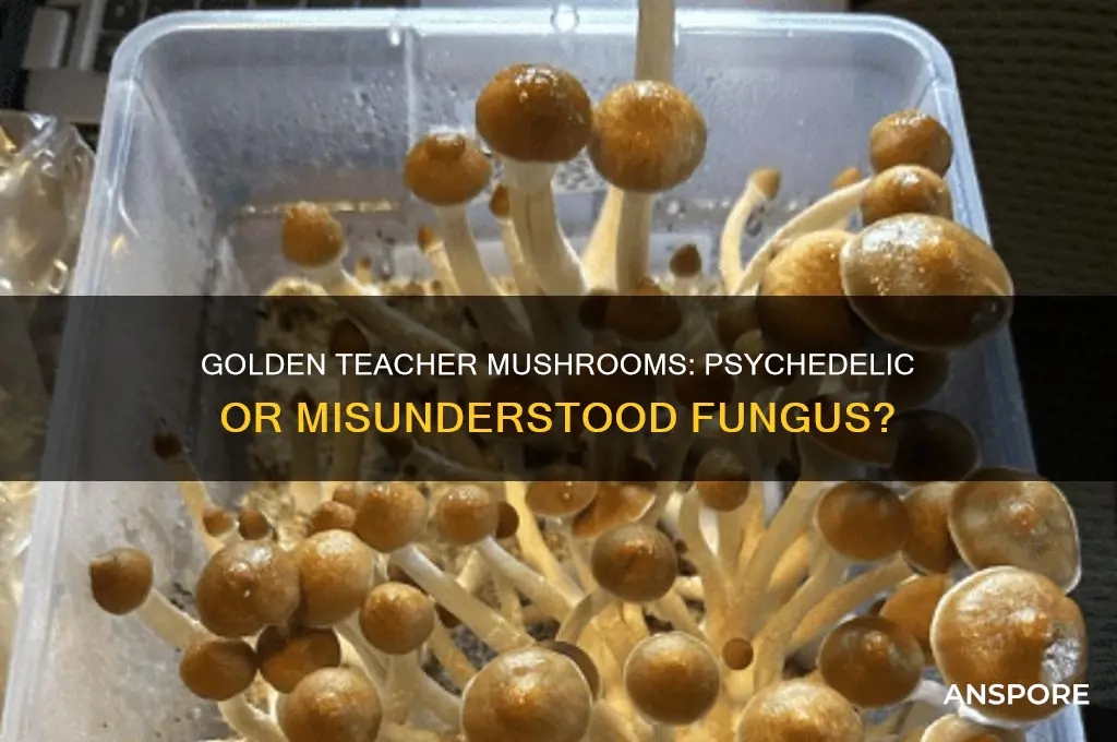 are all golden teacher mushrooms a psychedelic drug