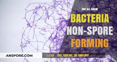 Are All Gram-Positive Bacteria Non-Spore Forming? Unraveling the Myth