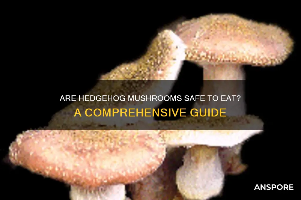 are all hedgehog mushrooms edible