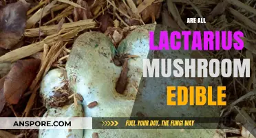 Are All Lactarius Mushrooms Edible? A Comprehensive Guide to Safety