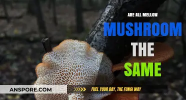 Are All Mellow Mushrooms Identical? Exploring Varieties and Flavors