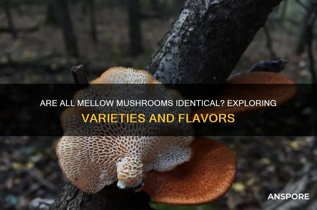 are all mellow mushrooms the same