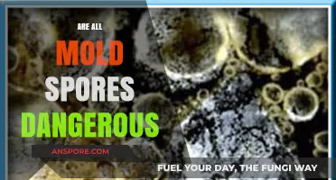 Are All Mold Spores Dangerous? Uncovering the Truth About Mold Exposure