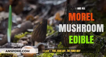 Are All Morel Mushrooms Edible? A Forager's Guide to Safety