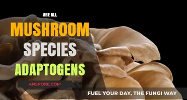 Mushroom Adaptogens: Myth or Reality?