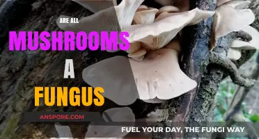 Mushrooms: The Fungus Friends or Foes?