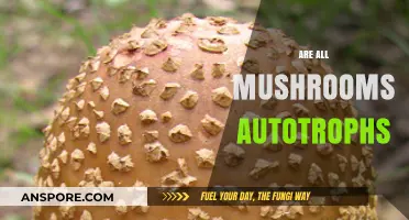 Mushrooms: Autotrophs or Not?