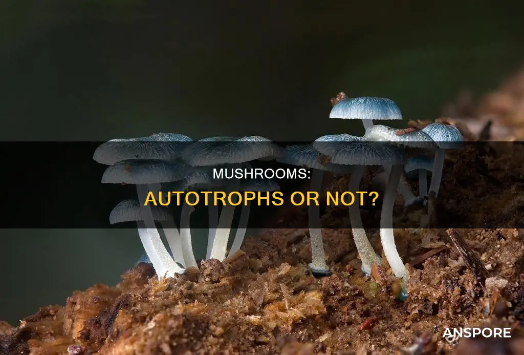 are all mushrooms autotrophs