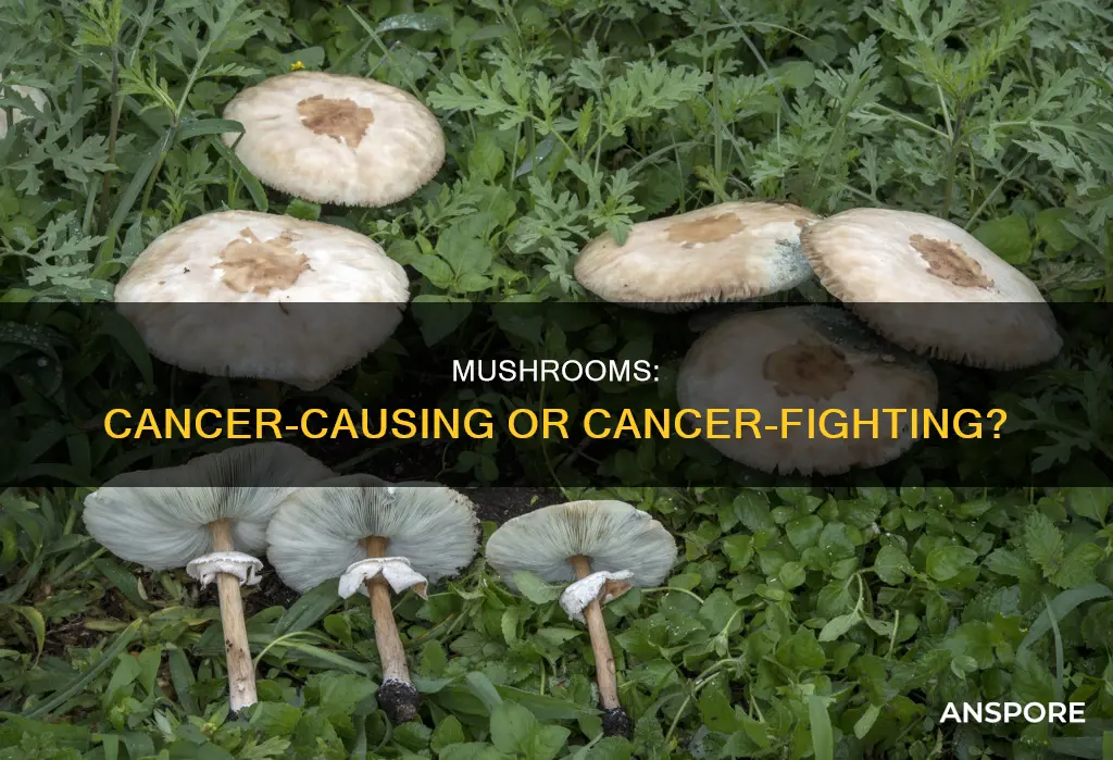 are all mushrooms carcinogenic