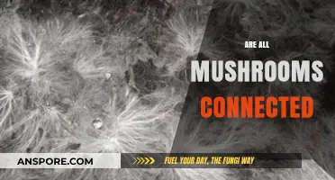 Mushrooms: A Complex Web of Connections and Communication