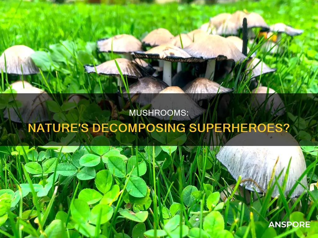 are all mushrooms decomposers
