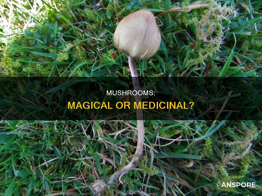 are all mushrooms drugs