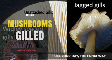 Mushroom Anatomy: Do All Mushrooms Have Gills?