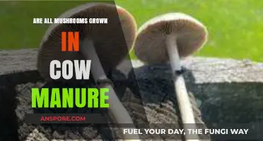 Do All Mushrooms Grow in Cow Manure? Surprising Facts Revealed