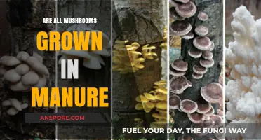 Do All Mushrooms Grow in Manure? Unveiling Fungal Cultivation Secrets
