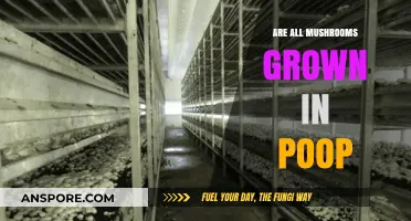 Mushrooms and Manure: Uncovering the Truth About Their Growth Medium