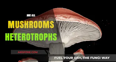 Mushrooms: Heterotrophs or Not?