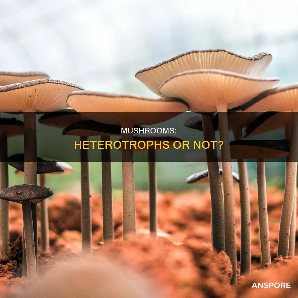 are all mushrooms heterotrophs