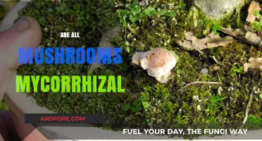 Mushroom Mystery: Unveiling Mycorrhizal Connections