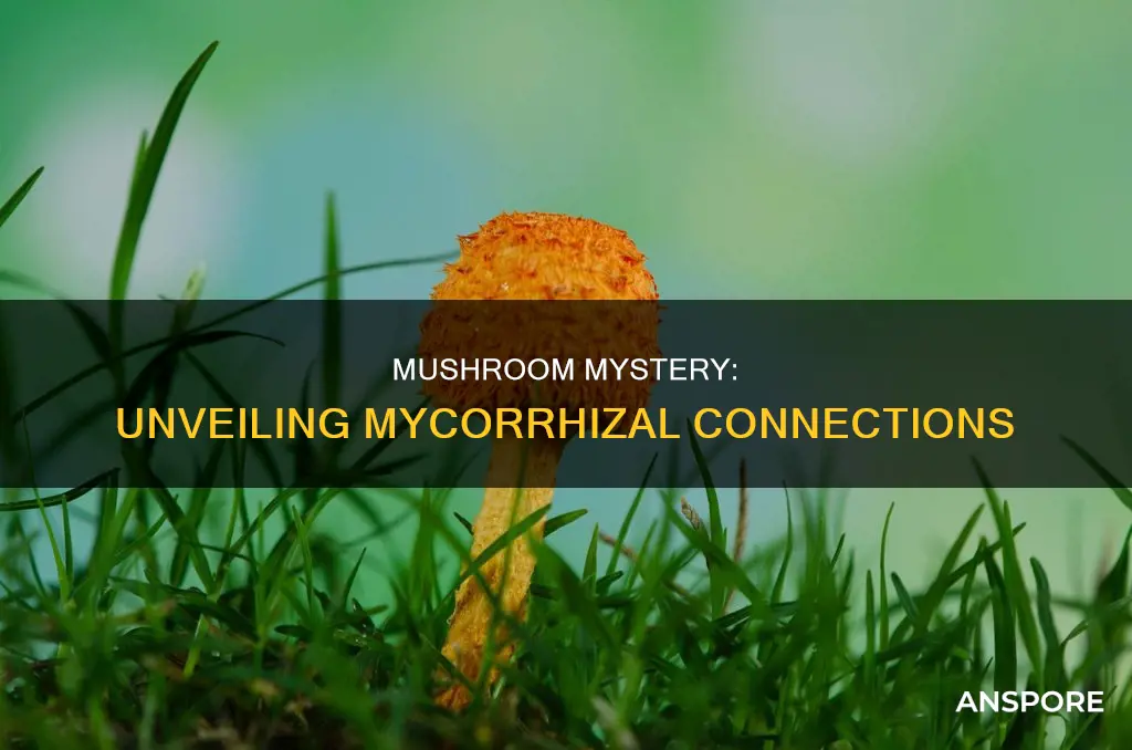 are all mushrooms mycorrhizal