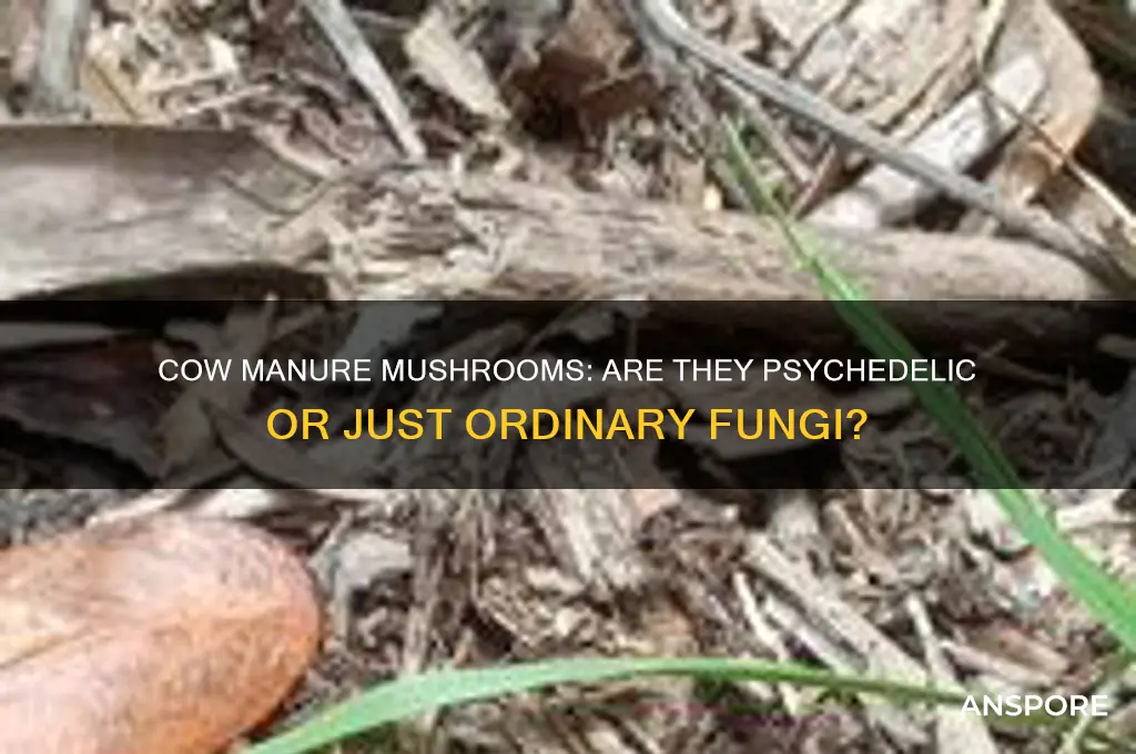 are all mushrooms on cow manure psychedelic