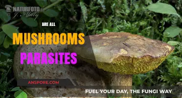 Mushrooms: Friends or Foes of Trees?