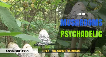 Mushroom Mystery: Are All Fungi Hallucinogenic?