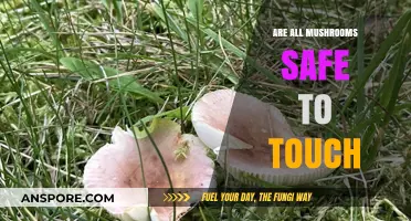 Are All Mushrooms Safe to Touch? A Fungal Safety Guide