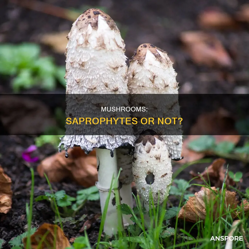 are all mushrooms saprophytic