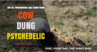 Cow Dung Mushrooms: Are They Always Psychedelic?