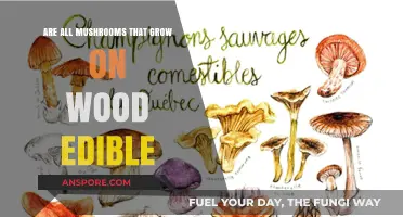 Woodland Mushrooms: Are All Tree-Growing Fungi Safe to Eat?