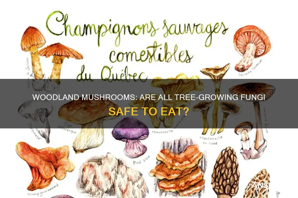 are all mushrooms that grow on wood edible